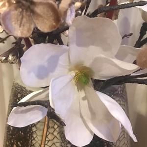 Meet your Posher, Asmik